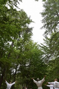 arbres